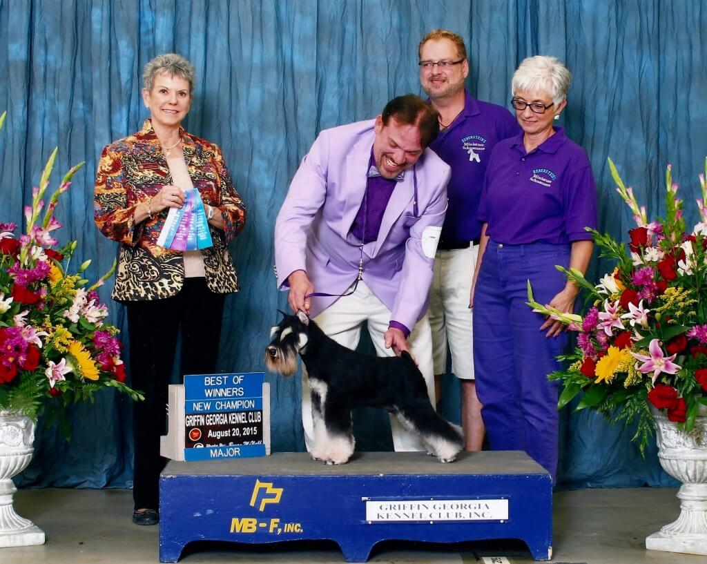 Reberstein's Miniature Schnauzer Winning Best Of Winners At An AKC Dog Show