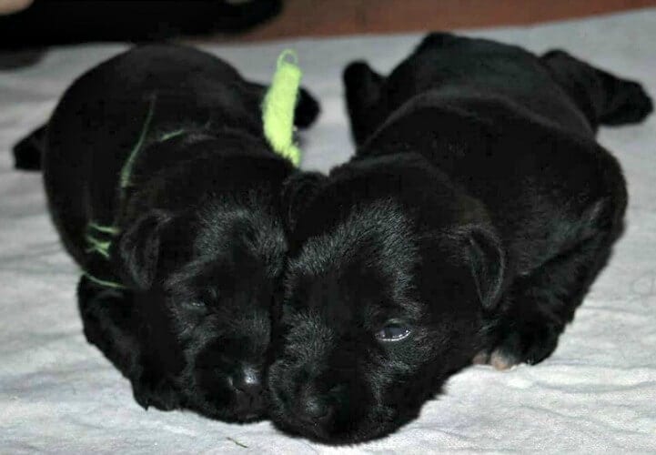 black miniature schnauzer puppies
