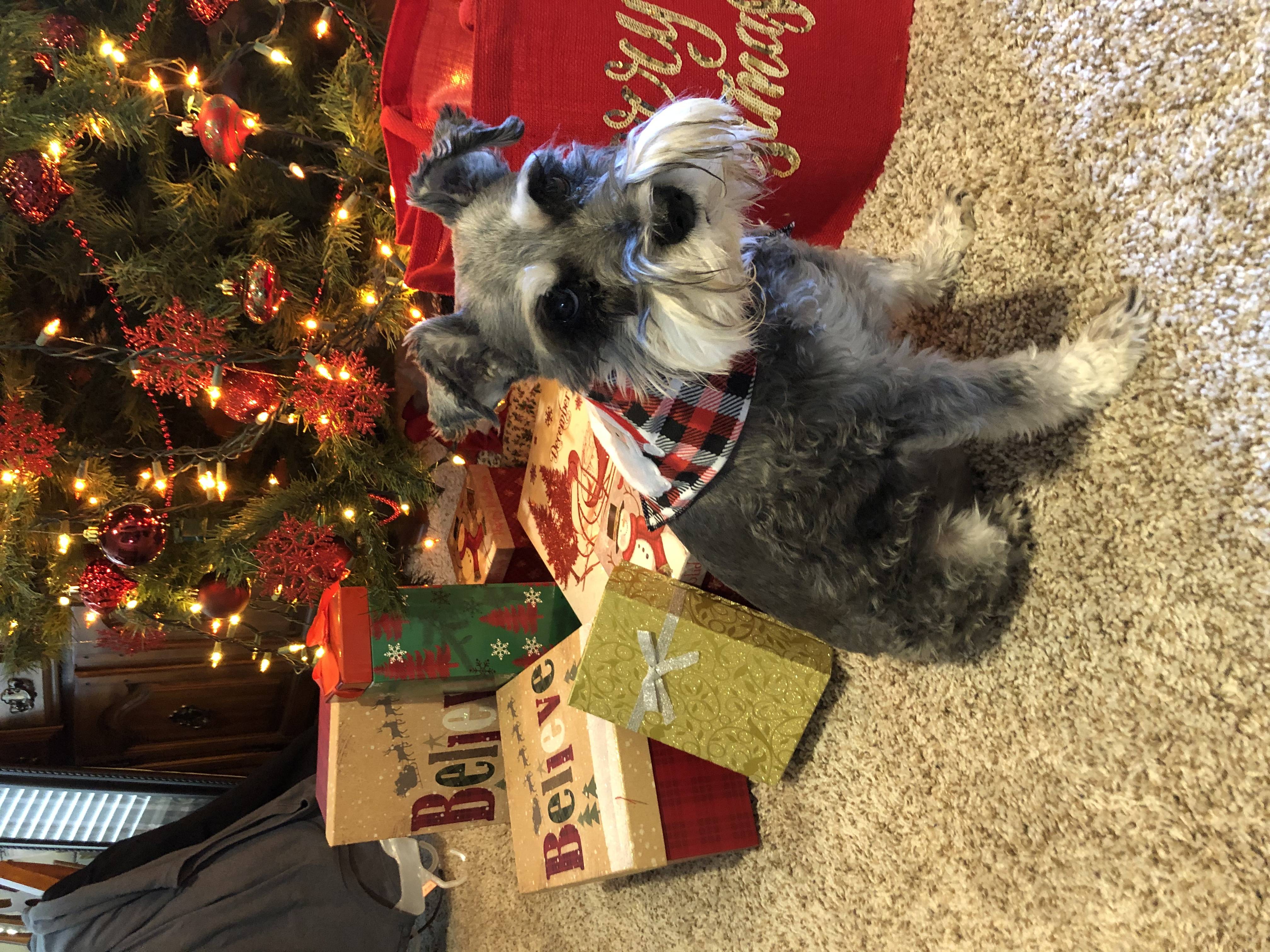 Maggie-Rainbow Bridge Picture Maggie-Rainbow Bridge Picture