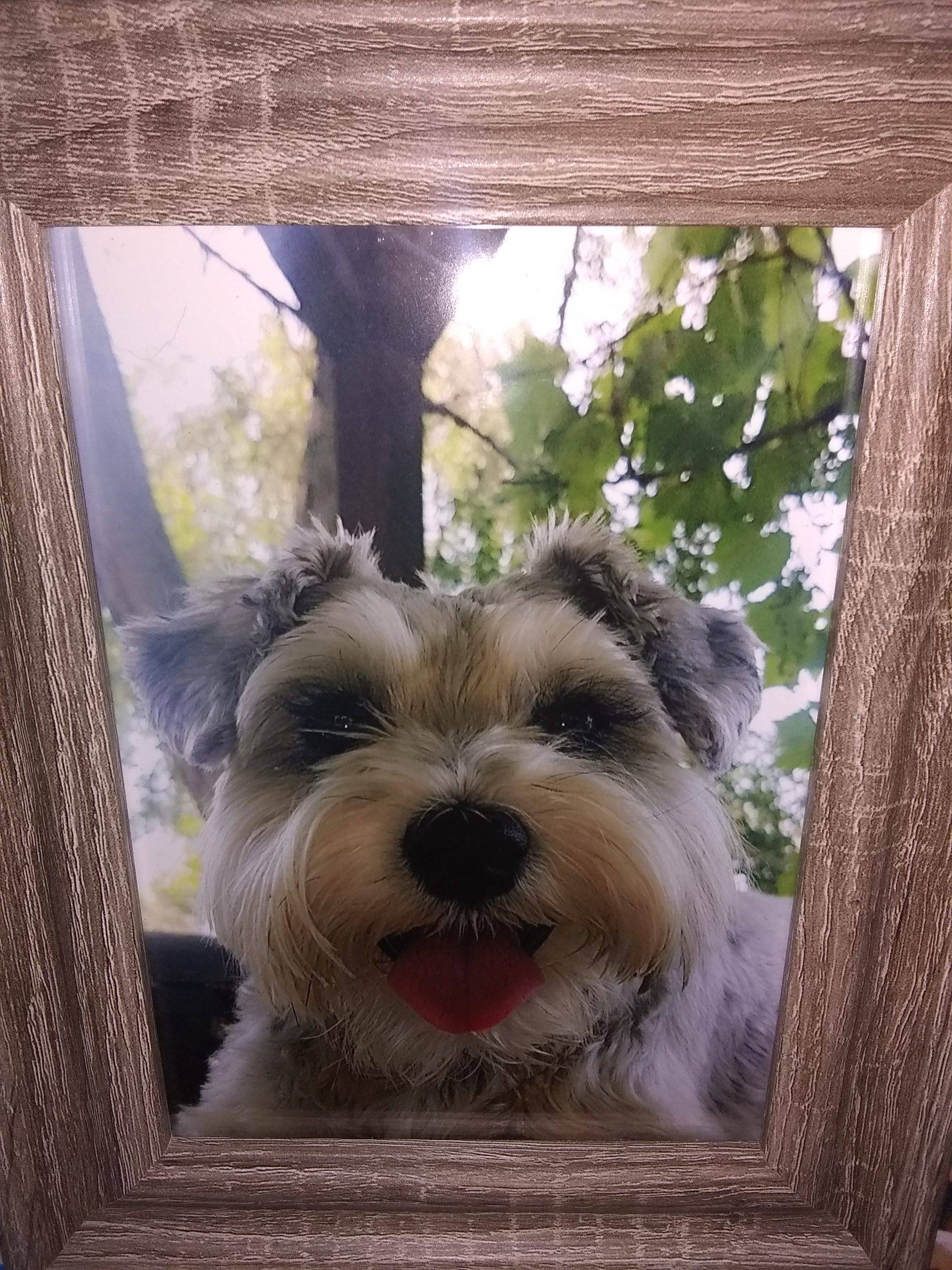 Buddy-Rainbow Bridge Picture