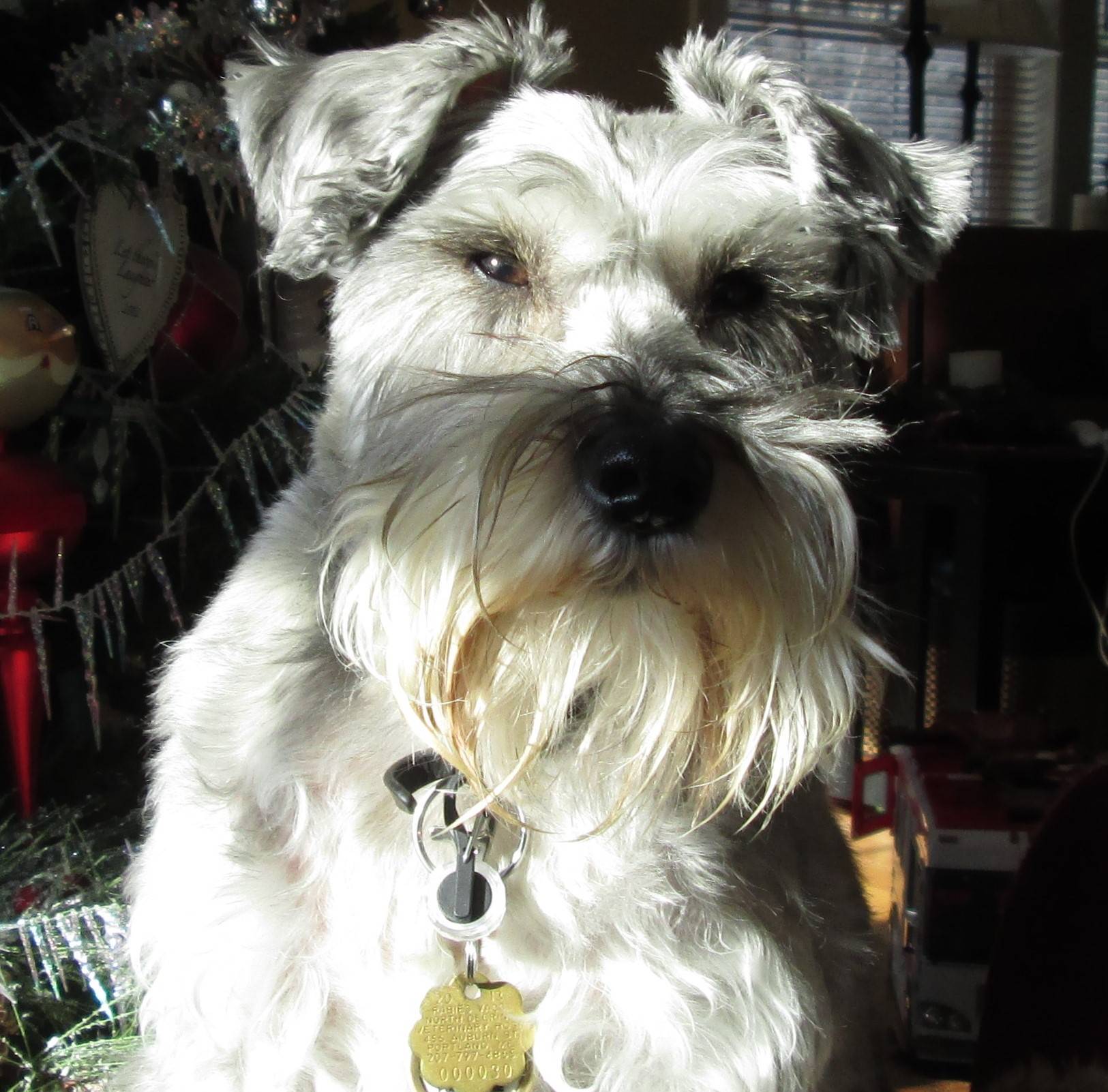 Skipper-Rainvow Bridge Picture