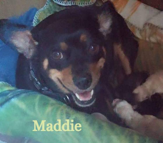 Maddie crossed over the Rainbow Bridge Maddie crossed over the Rainbow Bridge