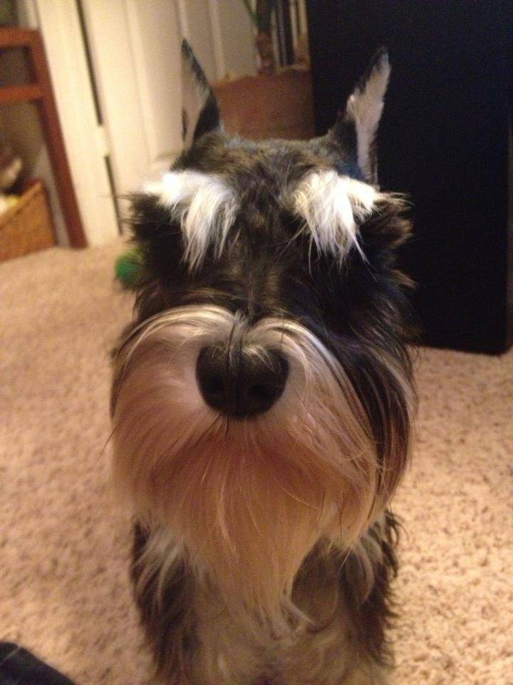 Lili Lili crossed over to the Rainbow Bridge