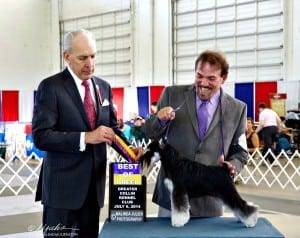 Reberstein's Miniature Schnauzers