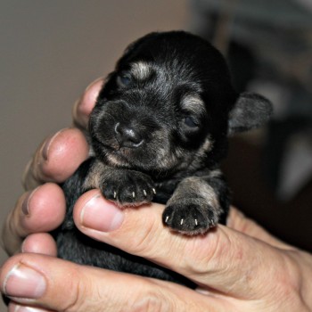 TJ Miniature Schnauzer Puppy