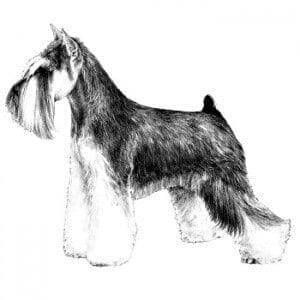 Miniature Schnauzer Breed Standard Icon For Reberstein's Miniature Schnauzers