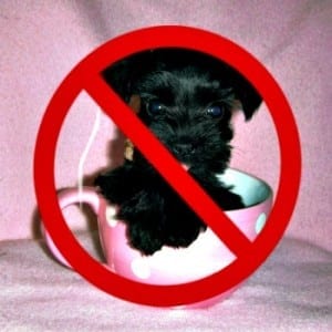 Responsible Breeders Do Not Breed A Miniature Schnauzer To Be Toy Or Teacup Sized