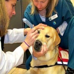 Responsible Breeders Perform CERF Exams On Their Miniature Schnauzerjpg
