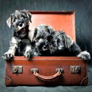 three-miniature-schnauzer-puppies-in-old-suitcase