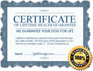 Reberstein's Miniature Schnauzers Lifetime Health Guarantee