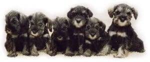 Reberstein Miniature Schnauzer Puppies