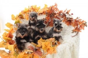 Reberstein Miniature Schnauzer Puppies