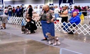 Miniature Schnauzers At An AKC Dog Show