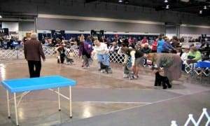 Miniature Schnauzers At An AKC Dog Show