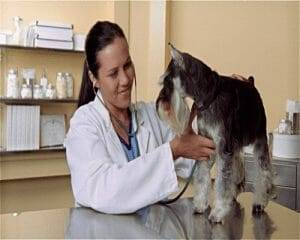Miniature Schnauzer at the vet