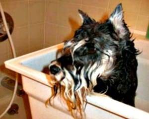 bathing a miniature schnauzer