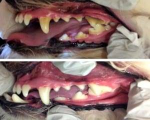 cleaning a dogs teeth