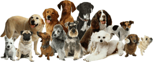 Different Dog Breeds By Reberstein's Miniature Schnauzers
