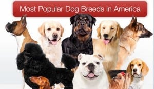 american-kennel-club-dog-rankings-2012