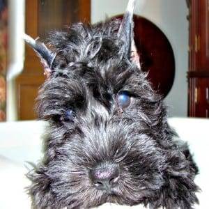 Correctly Cropped Miniature Schnauzer Ears