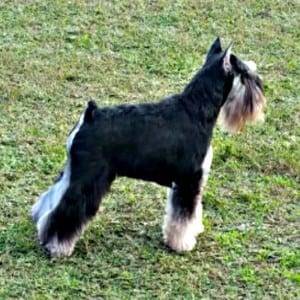 Correctly Cropped Miniature Schnauzer Ears