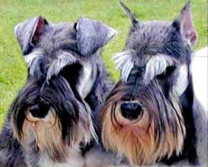 Miniature Schnauzer cropped and natural ears