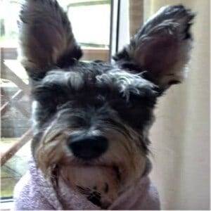 Improper Natural Miniature Schnauzer Ears