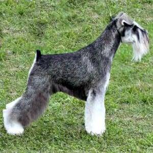 Correct Natural Miniature Schnauzer Ears