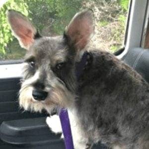 Improper Natural Miniature Schnauzer Ears