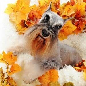 Correctly Cropped Miniature Schnauzer Ears