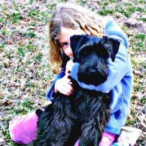 Correct Natural Miniature Schnauzer Ears