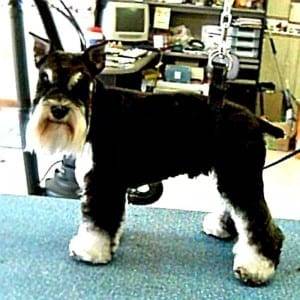 Miniature Schnauzer Ears Cropped Improperly
