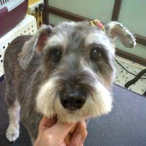 Improper Natural Miniature Schnauzer Ears