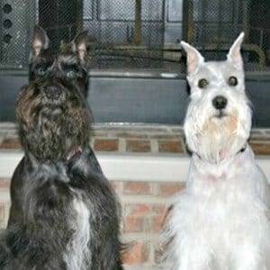 Miniature Schnauzer Ears Cropped Improperly