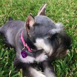 Salt And Pepper Miniature Schnauzer Puppy By Reberstein's Miniature Schnauzers