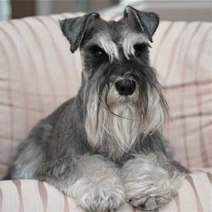 Correct Natural Miniature Schnauzer Ears