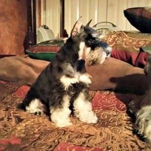 Correctly Cropped Miniature Schnauzer Ears