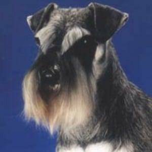 Correct Natural Miniature Schnauzer Ears