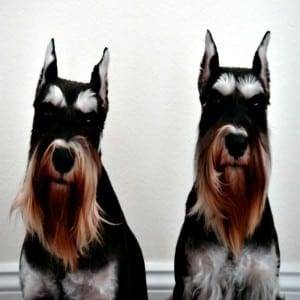 Correctly Cropped Miniature Schnauzer Ears