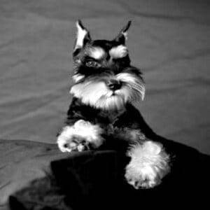 Correctly Cropped Miniature Schnauzer Ears