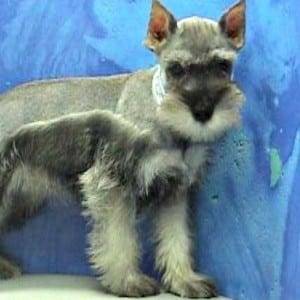 Miniature Schnauzer Ears Cropped Improperly