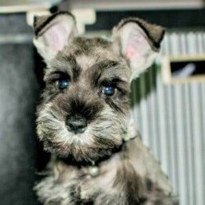 Improper Natural Miniature Schnauzer Ears