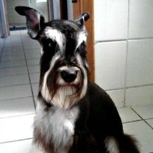 Improper Natural Miniature Schnauzer Ears