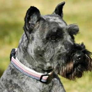 Miniature Schnauzer Ears Cropped Improperly