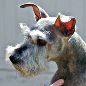 Improper Natural Miniature Schnauzer Ears