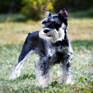 Miniature Schnauzer Ears Cropped Improperly
