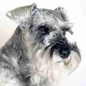 Correct Natural Miniature Schnauzer Ears
