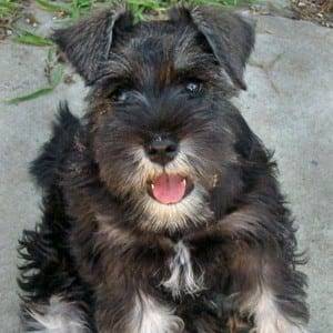 Correct Natural Miniature Schnauzer Ears