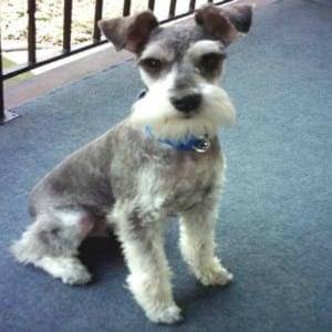 Improper Natural Miniature Schnauzer Ears