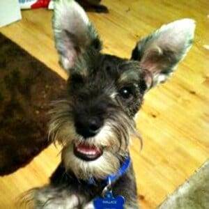 Improper Natural Miniature Schnauzer Ears